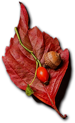 Esenyurt Catering Firmaları - Catering Firmaları